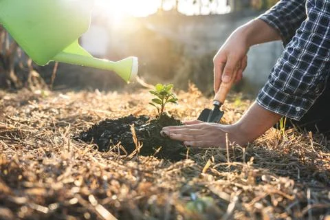 Environment earth day, Hands of two man helping were planting the seedlings a Stock Photos