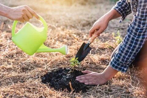 Environment earth day, Hands of two man helping were planting the seedlings a Stock Photos