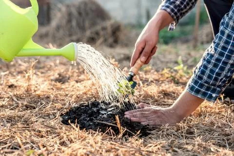 Environment earth day, Hands of two man helping were planting the seedlings a Stock Photos
