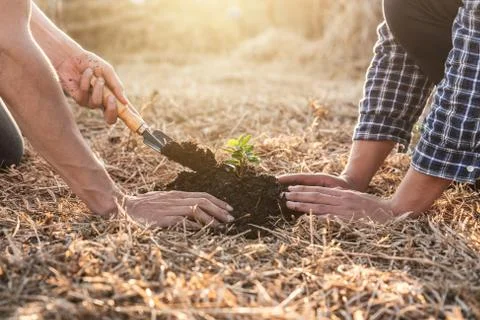 Environment earth day, Hands of two man helping were planting the seedlings a Stock Photos