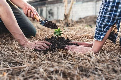 Environment earth day, Hands of two man helping were planting the seedlings a Stock Photos