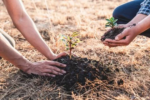 Environment earth day, Hands of two man helping were planting the seedlings a Stock Photos