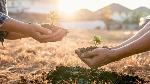 Environment earth day in hands, two people holding of young sprout trees grow Stock Photos