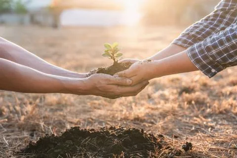 Environment earth day in hands, two people holding of young sprout trees grow Stock Photos
