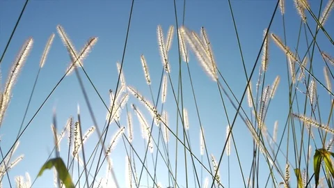 Environment Green Grass Corn Field in Harvest Season Stock Footage 88618816