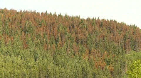 The environment, mountain pine beetle killed trees, #6 montage Stock Footage
