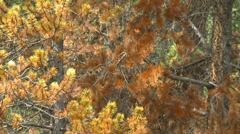The environment, mountain pine beetle killed trees, #4 Stock Footage