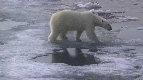 Environment of north pole polar bear in climate change with melting ice on video 動画素材 334032214