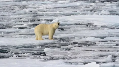 Environment of north pole polar bear in climate change with melting ice on video Vídeo Stock 334032220