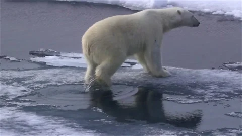 Environment of north pole polar bear in climate change with melting ice on video Vídeo Stock 334032252
