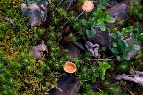 Environment Stock Photos