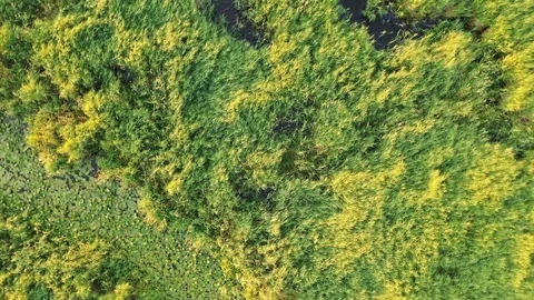 Environment protection. Flying over green forest and swamp landscape. Aerial Video stock 112874464
