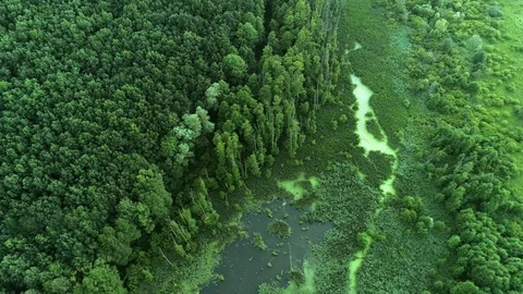 Environment protection flyover green forest swamp Stock Footage 111951304