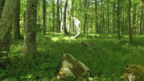 Environment recycle Earth globe rotation in sunny green forest Video stock 334078463