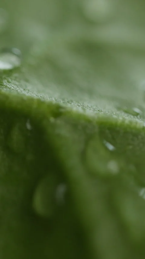 Environment, water and drop on leaf for growth, hydration and humid condition to Stock Footage 333674665