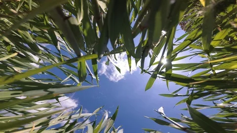 Environmental background, bottom view of green grass and blue sky Stock Footage 107951257