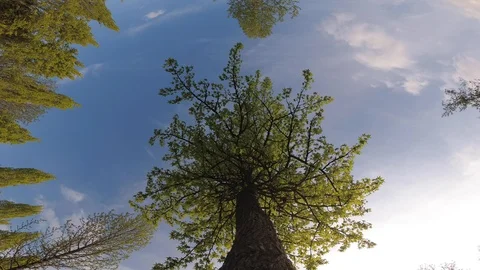 Environmental background, bottom view of trees Stock Footage 107937815