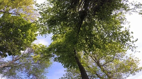 Environmental background, bottom view of trees Stock Footage 107951032