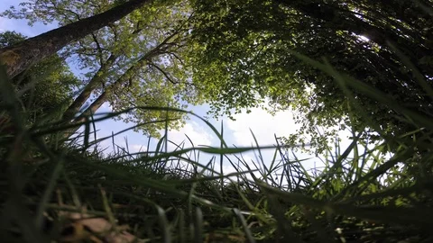 Environmental background, bottom view of trees Stock Footage 108002333