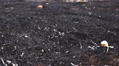 Environmental Burned Grass Dolly Stock Footage 34335406