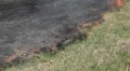 Environmental Calamity Dangerous Fire In Dry Agriculture Field in Drought Season HD Footage