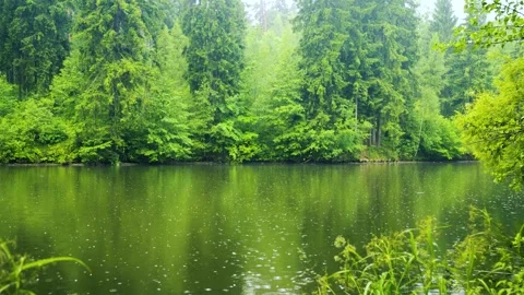 Environmental conservation and nature concept Stock Footage 336732233