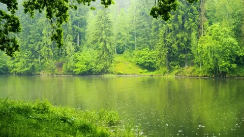 Environmental conservation and nature concept Stock Footage 336732262