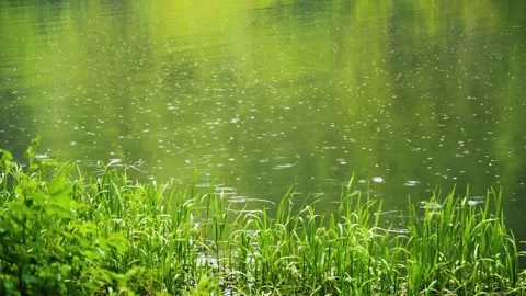 Environmental conservation and nature concept Stock Footage 336732326