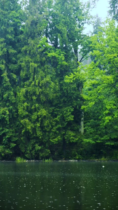 Environmental conservation and nature concept Stock Footage 336732562