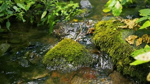 Environmental conservation and nature concept Stock Footage 337239458