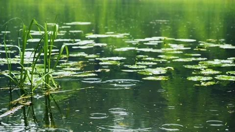 Environmental conservation and nature's resilience Stock Footage 336732474