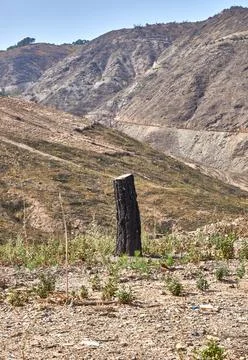 Environmental damage after forest fire 写真素材