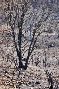 Environmental damage after forest fire Stock Photos