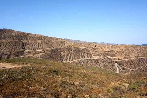 Environmental damage after forest fire Stock Photos