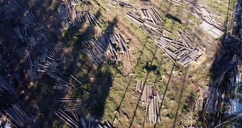 Environmental damage. Cutting down forest. Trees stacked in lines. Drone footage 스톡 동영상 202315533