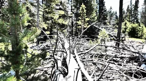 Environmental Damage of the Forest Video stock 39418533