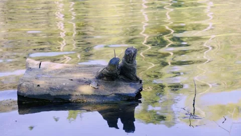 Environmental Decay And Water Pollution Concept, This footage is documentaries Vidéo 334608487