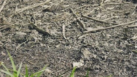 Environmental Degradation And Deforestation Concept, Dry Forest Floor Vidéo 335221437