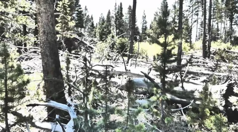 Environmental Destruction of the Forest Видео 39418642