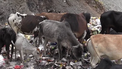 Environmental disaster. Video stock 122020206