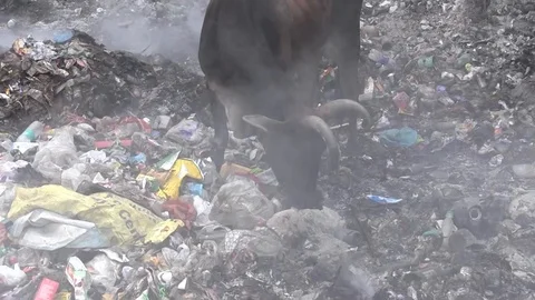 Environmental disaster. Video stock 122020207