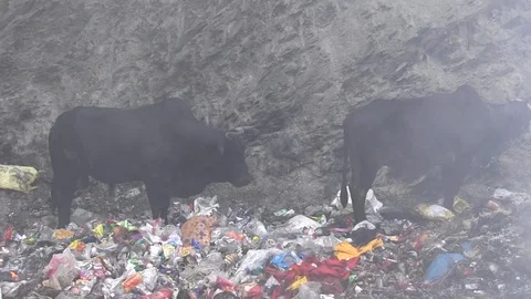 Environmental disaster. Video stock 122020209