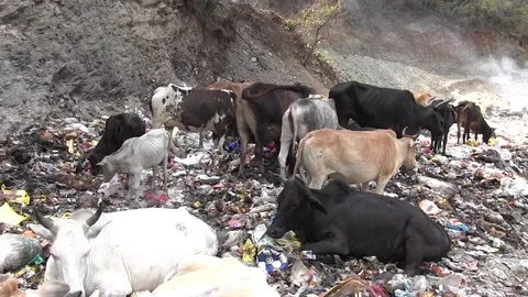 Environmental disaster. Video stock 122020211