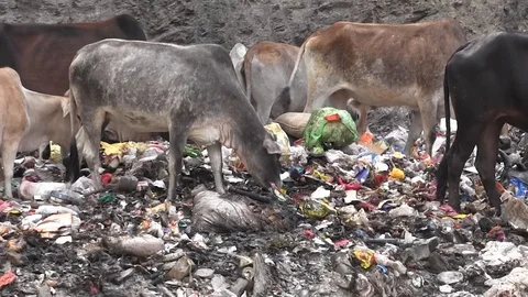 Environmental disaster. Video stock 122020216