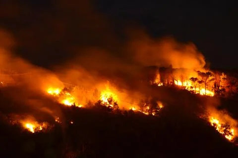 Environmental disaster, Forest fire Stock Photos