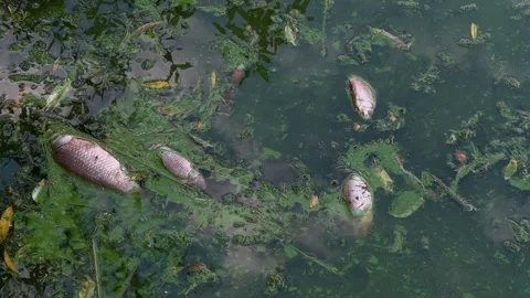 Environmental Disaster: Massive Fish Die-Off in Polluted Waters | Toxic Algae Stock Footage 280942223