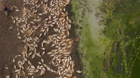 Environmental disaster with thousands of dead fish on the shore Video stock 333149569