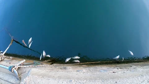 Environmental disaster.Dead fish perch in the foam. Stock Footage 202221949