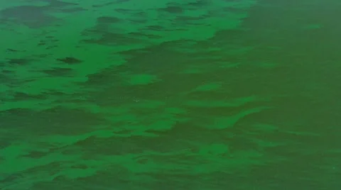 Environmental Effect of an Algal Bloom caused by Eutrophication Stock Footage 57370775