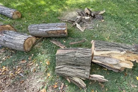 Environmental Effects of Tree Trunk Cutting. Stock Photos